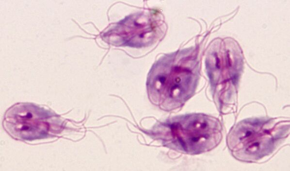 πρωτόζωα παράσιτα Giardia στο ανθρώπινο σώμα